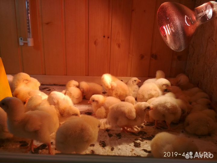 Цыплята бройлера