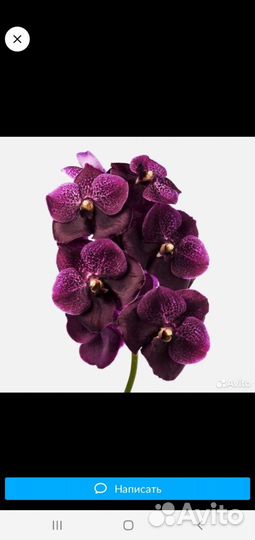 Орхидея ванда