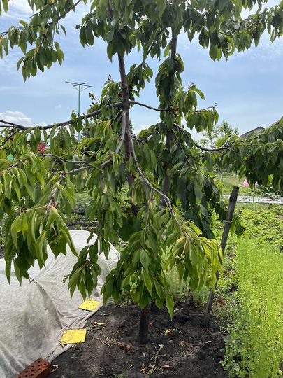 Дача 40 м² на участке 6 сот.