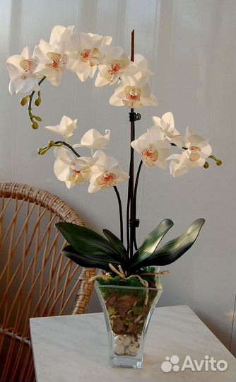Орхидея