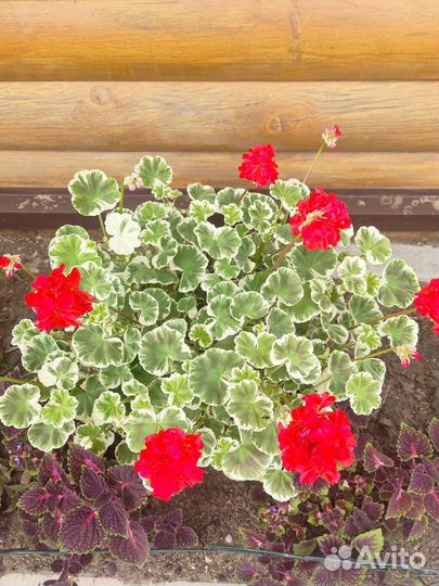 Пеларгония герань