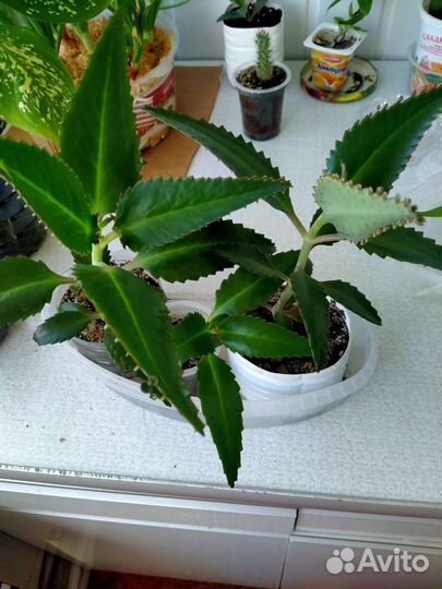 Каланхоэ лечебное