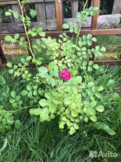 Кустовые розы в горшке и в грунте