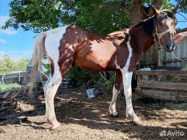 Лошадь жеребец