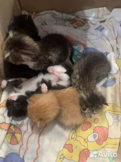Котята