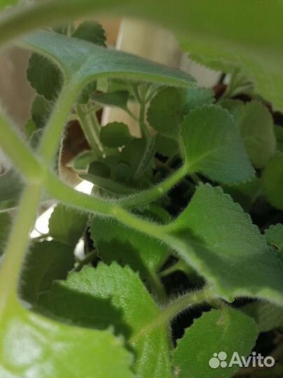 Комнатная мята плектрантус