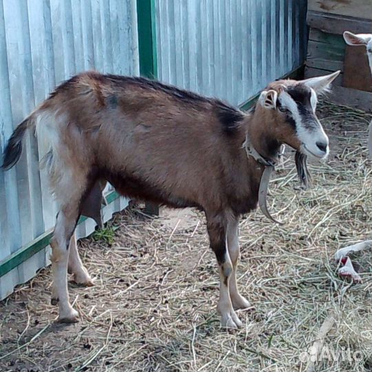 Коза дойная альпийская