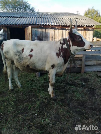 Айширская тёлка