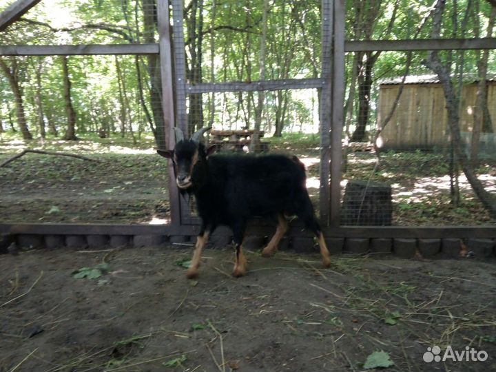 Карликовый камерунский козлик