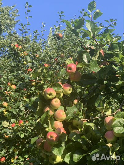 Яблочный сок,яблоки