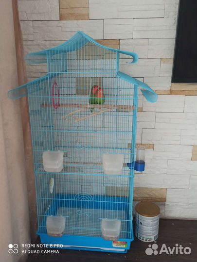 Попугай неразлучники с клеткой