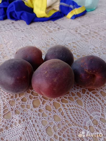 Саженцы персика чёрный принц