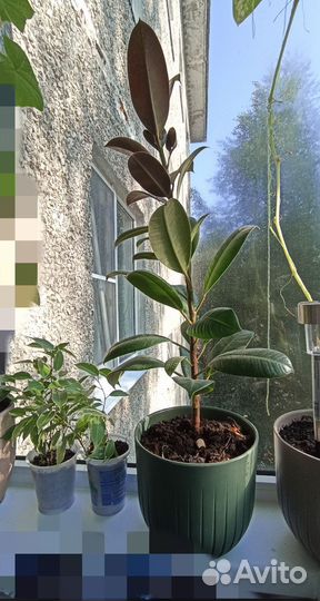 Фикус каучуконосный