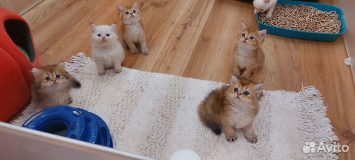 Малыши из питомника