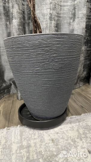 Фикусу Биннендийка Али