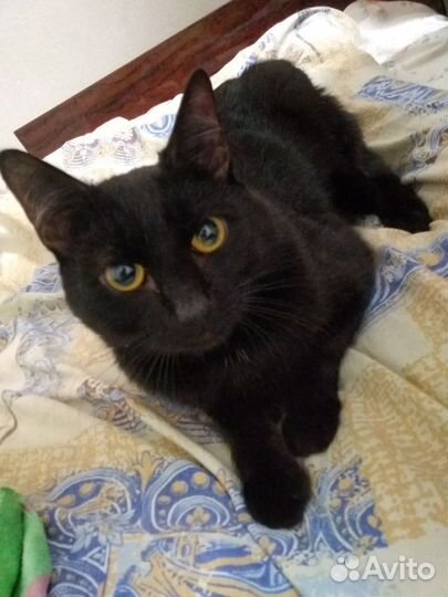 Котик в добрые руки