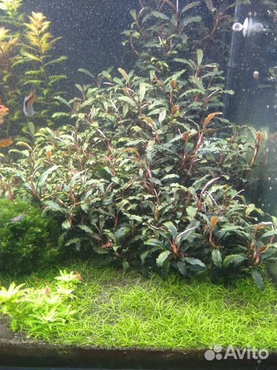 Буцефаландры