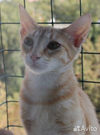 Котята - рыжики в добрые руки