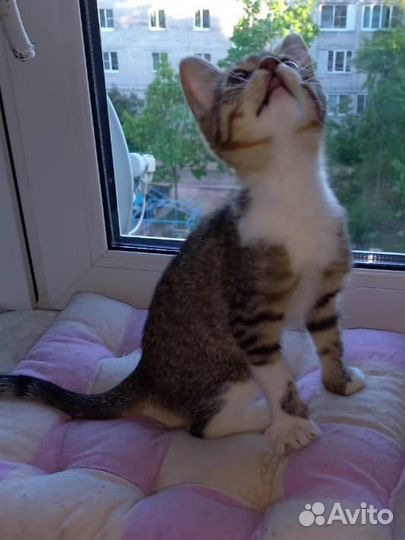 Котик