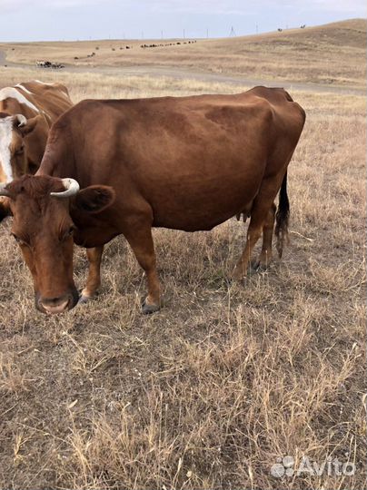 Продается дойная корова