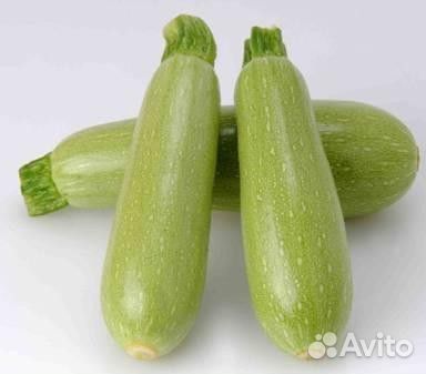 Семена Кабачка 