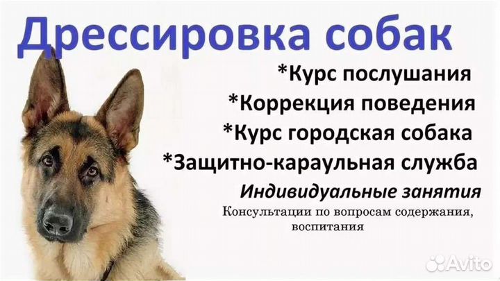 Дрессировка собак кинолог