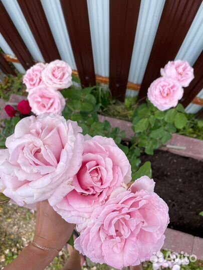 Роза кустовая