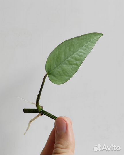 Эпипремнум sebu blue