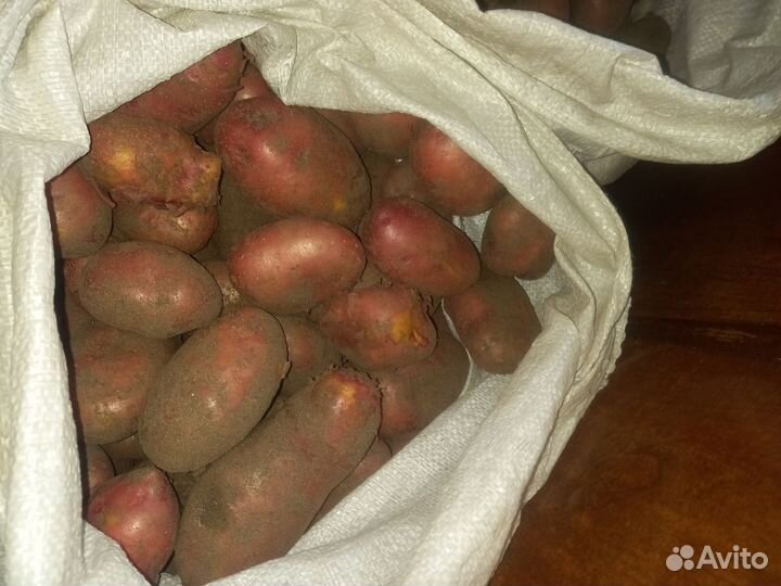 Продам картофель