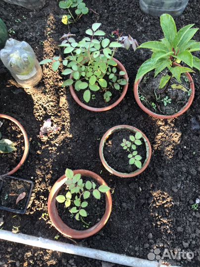 Роза плетистая