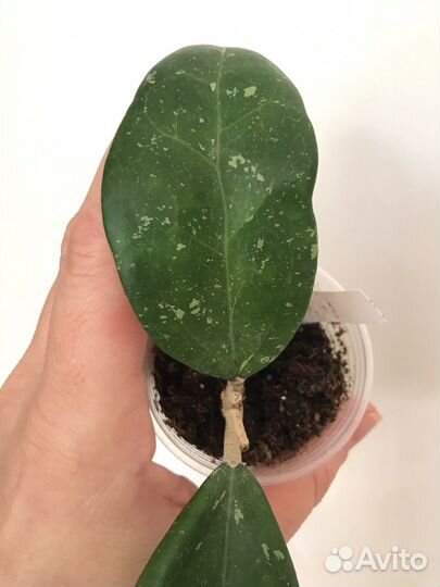 Хойи сортовые