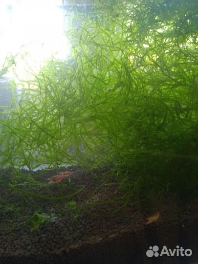 Мох яванский, рогалистник