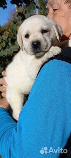 Щенки лабрадора