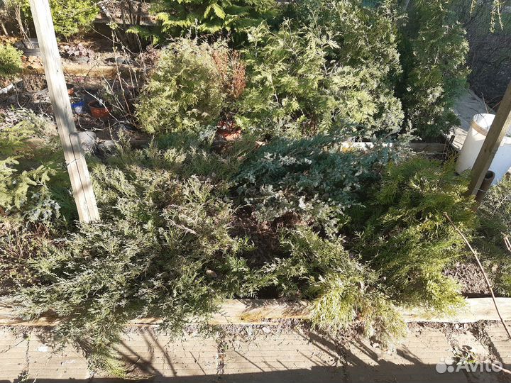 Хвойные растения