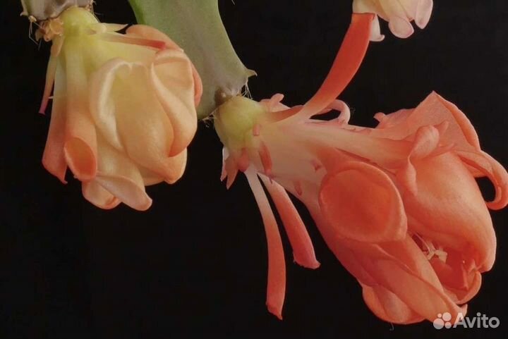 Шлюмбергера (декабрист) редких сортов