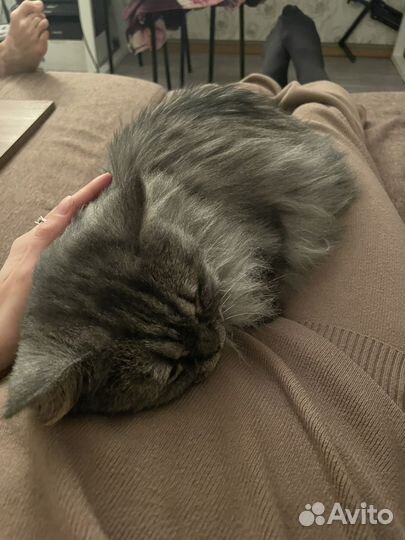 Позабочусь о вашем питомце, выгул собак