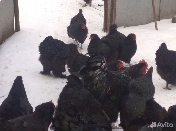 Куры и инкубационные яйца