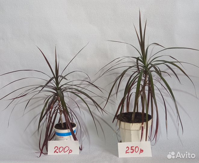 Комнатные растения цветы