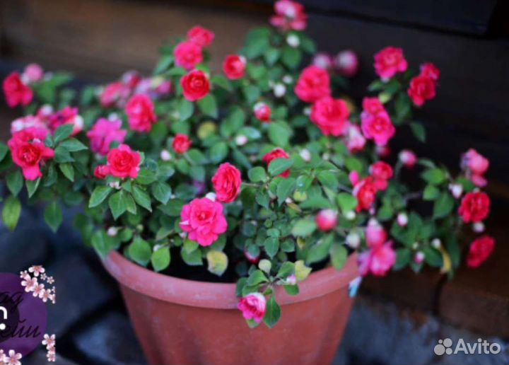 Вечноцветущий бальзамин