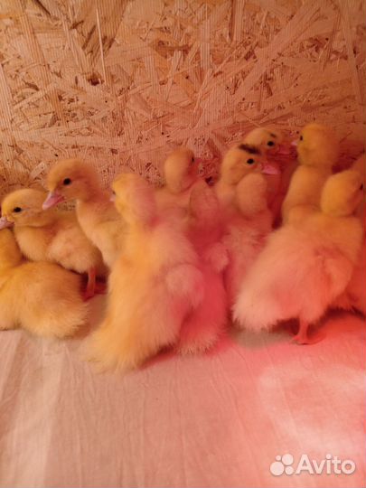 Утята мускусной утки тяжолой линии