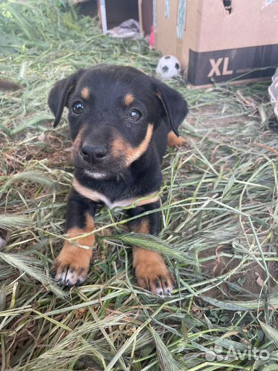 Щенки ищут дом