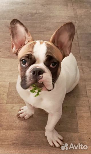 Французский бульдог