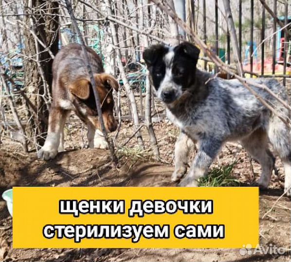 Щенки собачки привезём