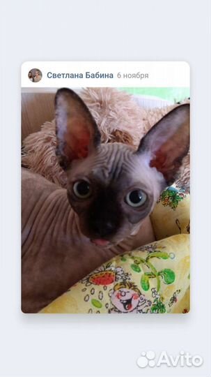 Канадский сфинкс