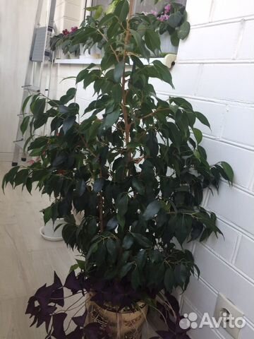 Фикус Бенджамина