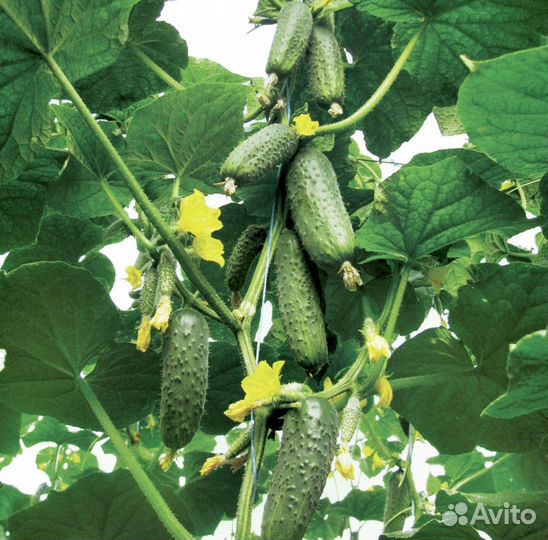 Самый урожайный огурец Crazy Bundle F1
