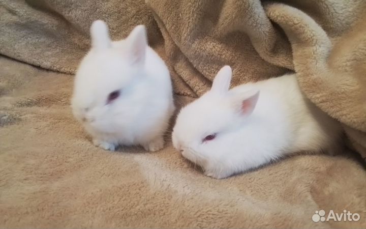Декоративные карликовые кролики