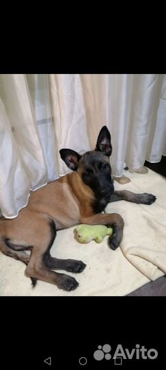 Бельгийская овчарка малинуа