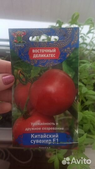 Рассада помидор