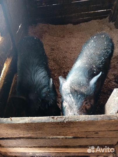 Свинки и хряк